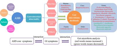 Combined repetitive transcranial magnetic stimulation and gut microbiota modulation through the gut–brain axis for prevention and treatment of autism spectrum disorder